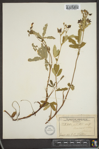 Comarum palustre image