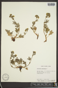 Potentilla pensylvanica image