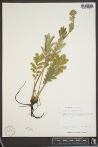 Potentilla pensylvanica image