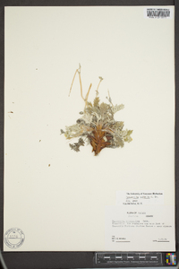 Potentilla pulchella image