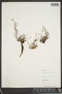 Potentilla pulchella image