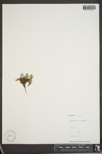 Potentilla pulchella image