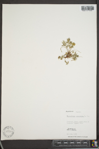 Potentilla pulchella image