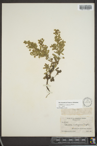 Potentilla rivalis image