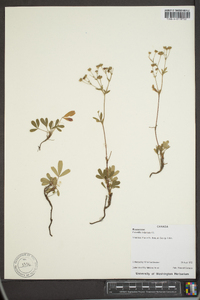 Sibbaldiopsis tridentata image