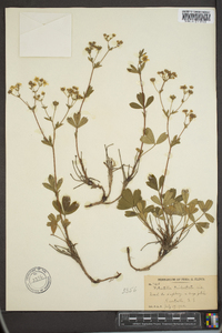 Sibbaldiopsis tridentata image
