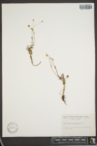 Potentilla uniflora image