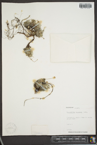 Potentilla vahliana image