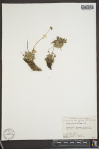 Potentilla vahliana image