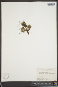 Potentilla vahliana image