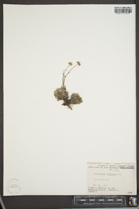 Potentilla vahliana image