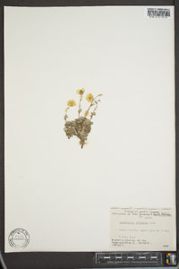 Potentilla vahliana image