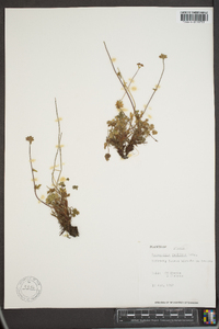 Potentilla vahliana image