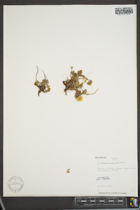 Potentilla vahliana image