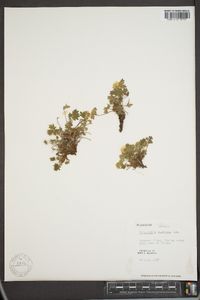 Potentilla vahliana image
