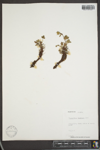 Potentilla vahliana image