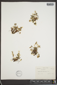 Potentilla vahliana image