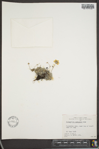 Potentilla vahliana image