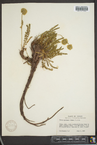 Ivesia gordonii image