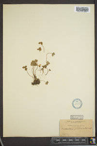 Sibbaldia procumbens image