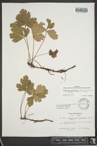 Waldsteinia fragarioides image