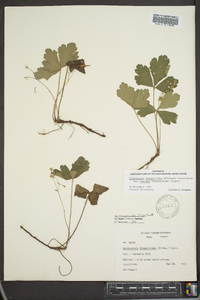 Waldsteinia fragarioides image