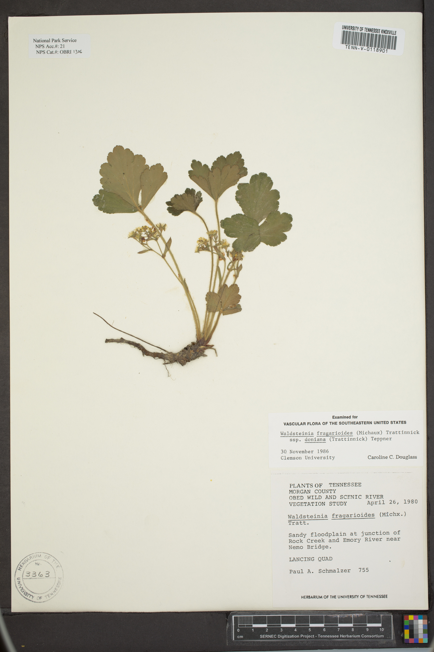 Waldsteinia fragarioides image