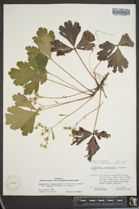 Waldsteinia fragarioides image