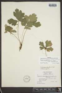 Waldsteinia fragarioides image