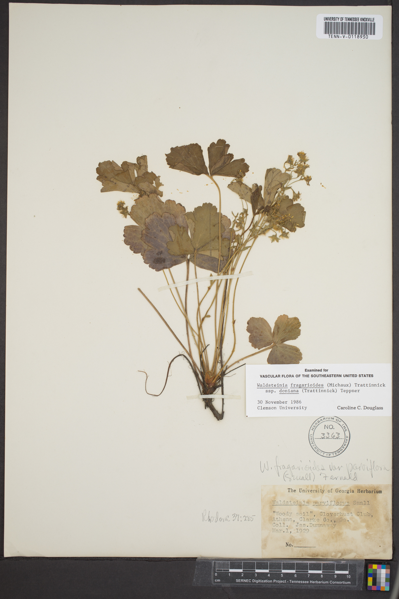Waldsteinia fragarioides image