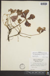 Waldsteinia fragarioides subsp. doniana image