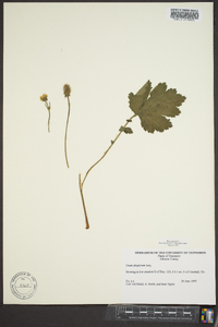 Geum aleppicum image