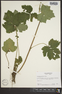 Geum geniculatum image