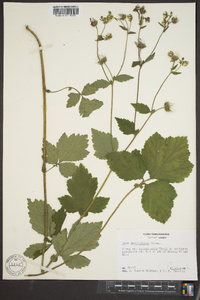 Geum geniculatum image