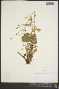 Geum vernum image