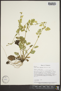 Geum vernum image