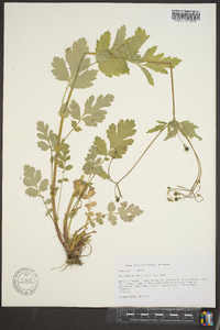 Geum vernum image