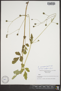 Geum vernum image