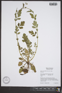 Geum vernum image