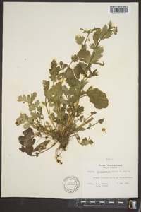 Geum vernum image