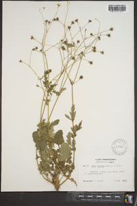 Geum vernum image