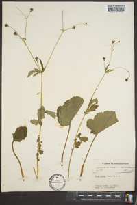 Geum vernum image