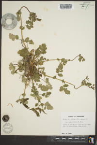 Geum vernum image