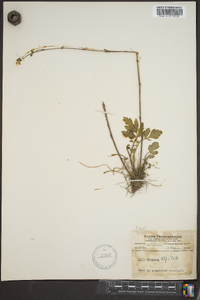 Geum vernum image