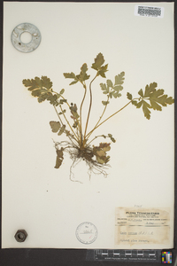 Geum vernum image