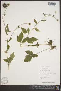 Geum virginianum image