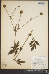 Geum aleppicum image