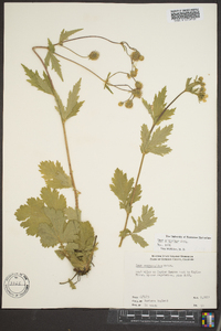 Geum aleppicum image