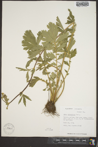 Geum aleppicum image