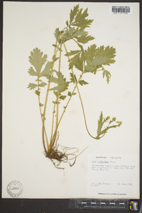 Geum aleppicum image